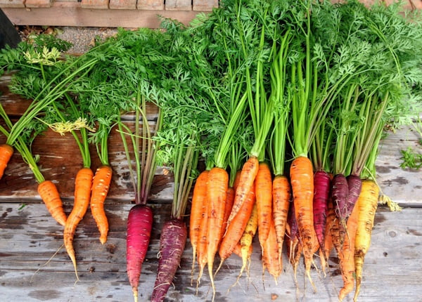 Cenoura - Conheça os benefício desse vegetal